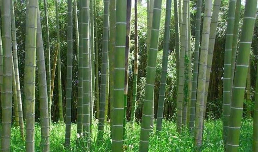 Kenya dùng tre làm vũ khí chống biến đổi khí hậu và phát triển kinh tế